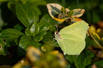 Zitronenfalter (Gonepteryx rhamni)