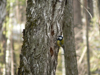 Tit on the bark of a tree. Bird in the forest