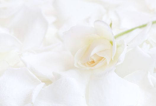 White tender rose on white rose petals - high key image (manual focus)