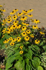 Obraz premium Rudbeckia fulgida 