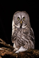 Great grey owl studio photo on black night bacground