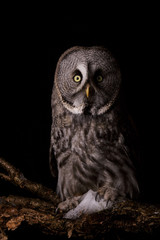 Great grey owl studio photo on black night bacground