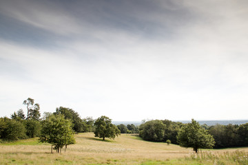 Fototapeta premium trees in field in the countryside of UK