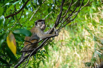 A monkey sits in the wild among the trees.