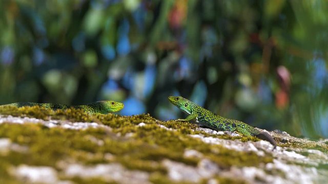 Ocellated Lizards couple on top of mossy rock in forest