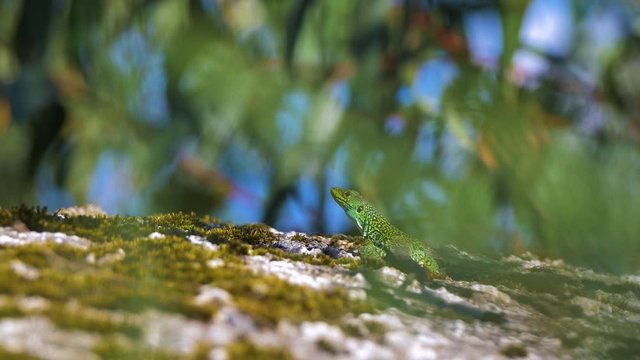 Ocellated Lizard on top of mossy rock in forest