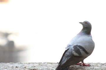 pigeon on the ground