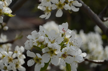 Flowering branch of pear. blooming spring garden. Flowers pear close-up. Pear blossom in early spring