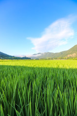 Lush green rice fields and morning scenery in the mountains. Cheongsong, Gyeongsangbuk-do, Korea