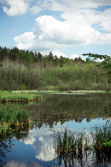 Fototapeta premium view of swamp in forest at sunny day