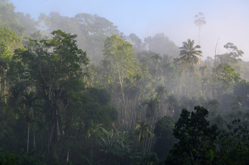 Jungle at sunrise after rain in the fog