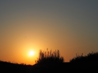 Fototapeta na wymiar 沈む太陽と夕日に映し出される木々のシルエット