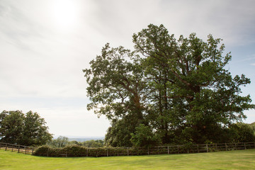 Fototapeta na wymiar trees in field in the countryside of UK