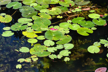 Lotus plantation on Inle Lake in Myanmar, former Burma