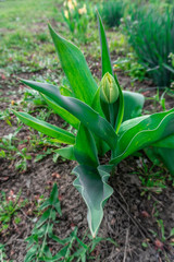 growing tulip bud