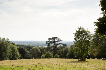 trees in  field in the countryside of UK