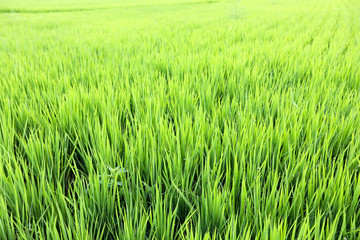Full frame shot of Paddy. Cheongsong, Gyeongsangbuk-do, Korea