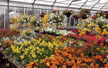 interior of the greenhouse with many various colorful flowers bl