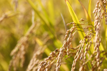 Rice plants closeup in autumn
