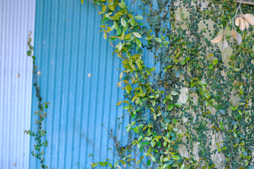 草に覆われるトタン壁