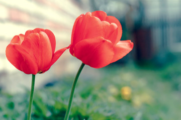 Obraz premium Nasycone czerwone tulipany rosnące w ogrodzie. Zdjęcie w stylu retro.