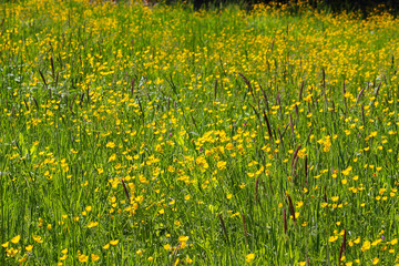 Wildflower meadow full of yellow buttercup (Ranunculus acris) flowers (Kaiserstuhl, Germany)