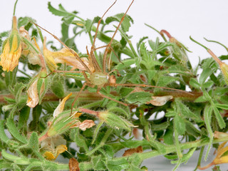 Green Lynx spider, Peucetia viridis