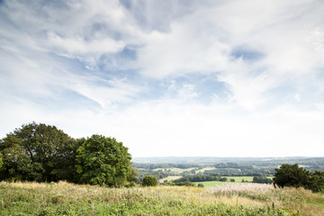 trees in  field in the countryside of UK