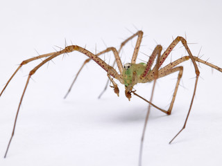 Green Lynx spider, Peucetia viridis