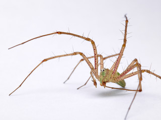 Green Lynx spider, Peucetia viridis