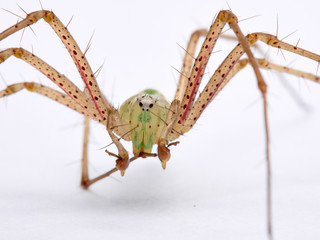 Green Lynx spider, Peucetia viridis