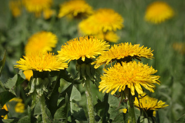 Summer background - green field with yellow blooming dandelions. Beautiful field with flowers.