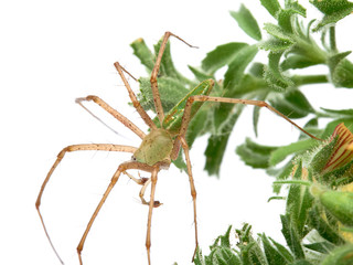 Green Lynx spider, Peucetia viridis