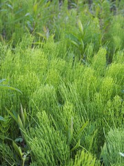 春の野に生い茂るスギナの葉