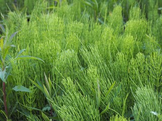 春の野に生い茂るスギナの葉