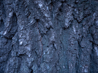 Gray and embossed tree bark