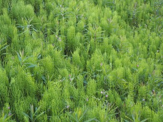 春の野に生い茂るスギナの葉