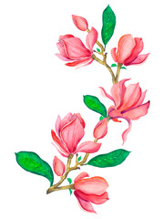 Pink magnolia watercolor. Isolated illustration of a pink magnolia branch on a white background.