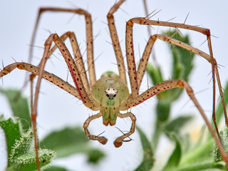 Green Lynx spider, Peucetia viridis