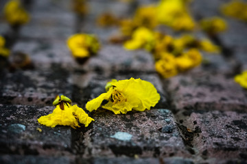 yellow flower on the ground
