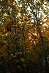 autumn forest in the morning