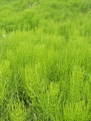 春の野に生い茂るスギナの葉