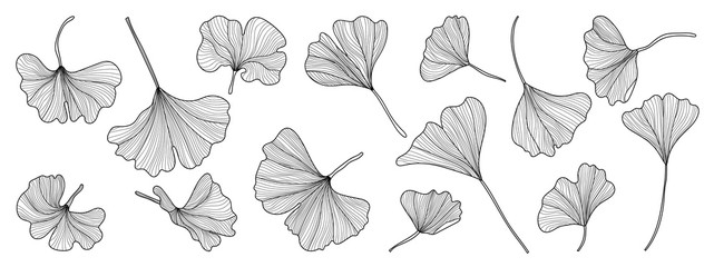 Black and white Ginkgo line arts hand drawn Vector element for wallpaper and pattern design.