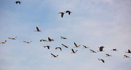 Large flock of cranes flying in sky