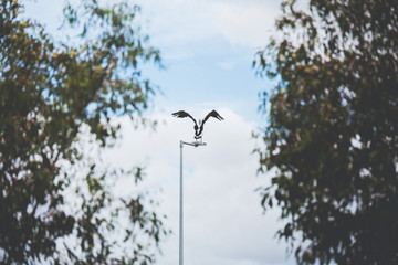Pelicano en Australia.