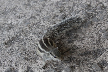 the squirrel in the ground
