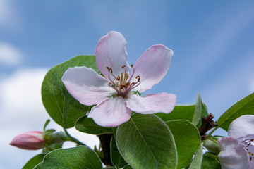 flowering sprig of ava against a blue sky close-up