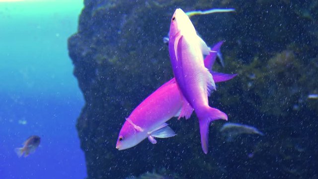 Pseudanthias pascalus. Amethyst anthias. Hanagoi. 4K