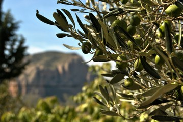olive tree branch