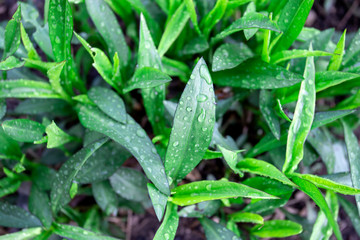 Background of young green leaves afther rain.